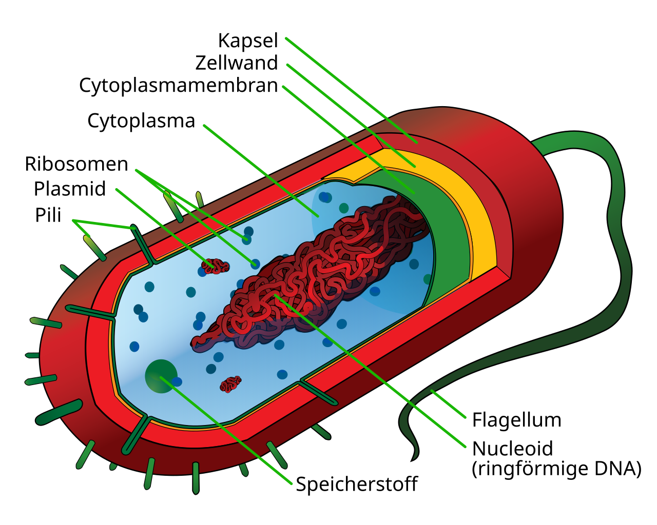 Prokaryote