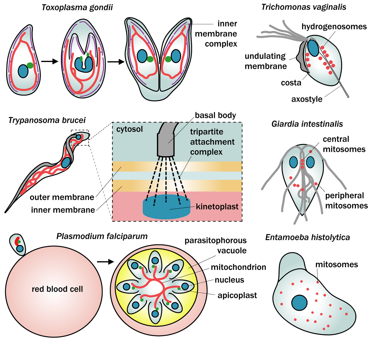 Protist