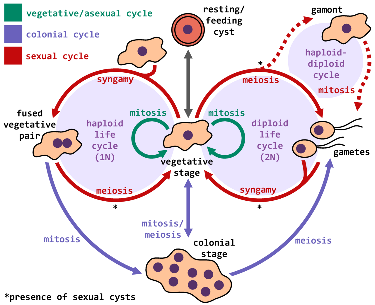 Protist