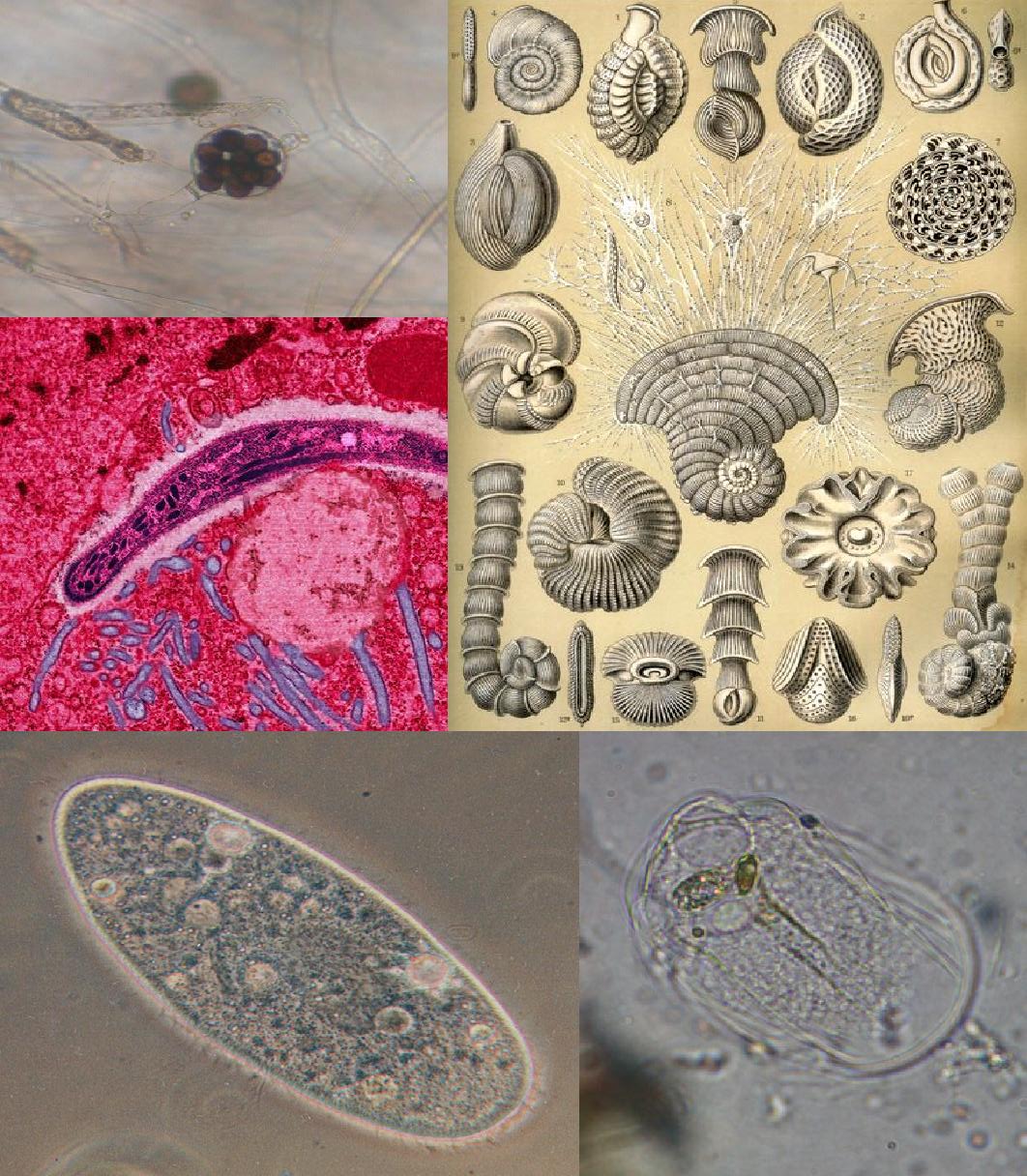 Protist