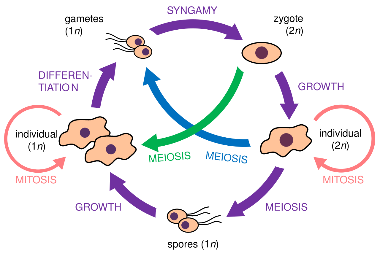 Protist