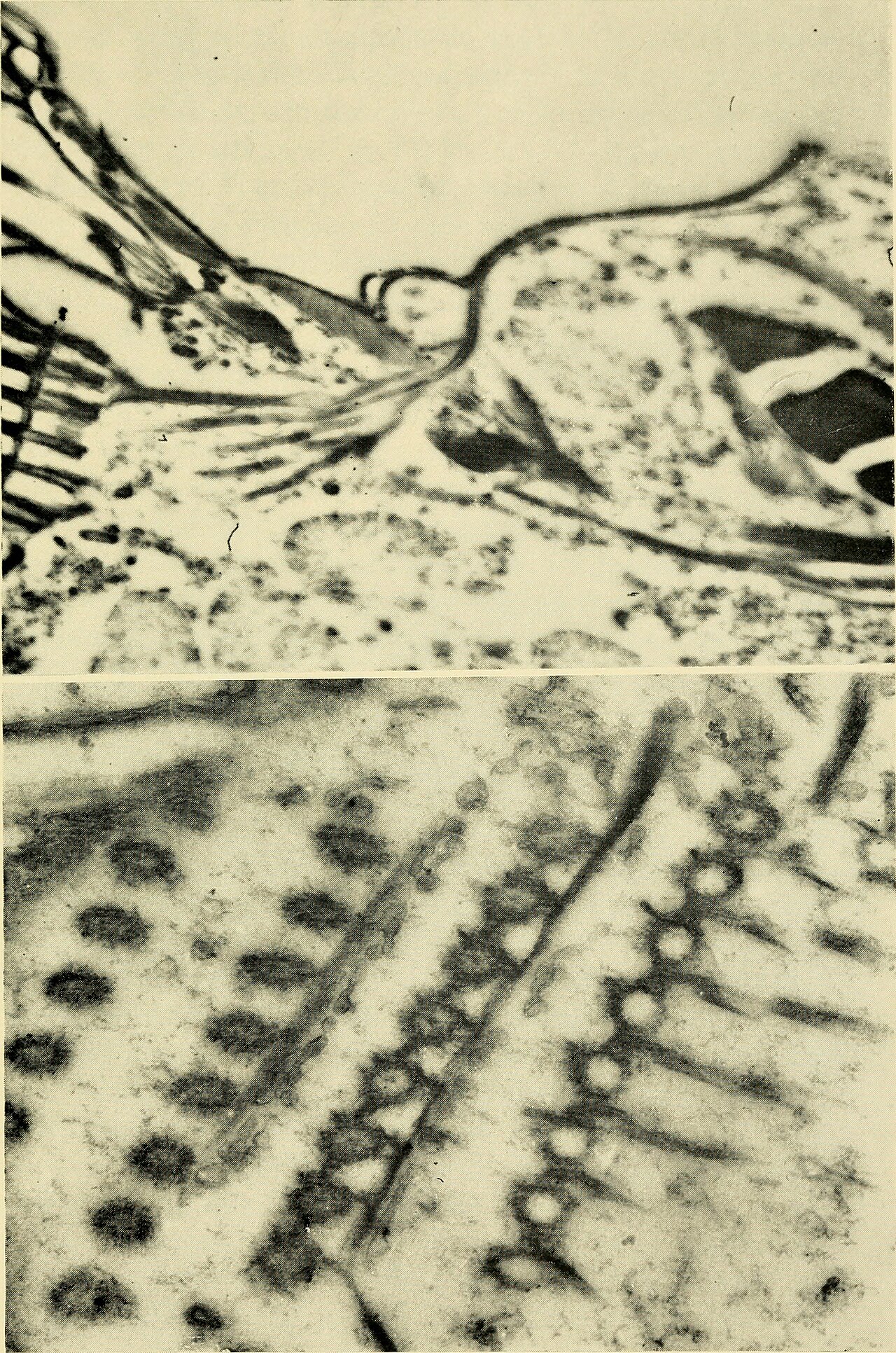 Protozoa