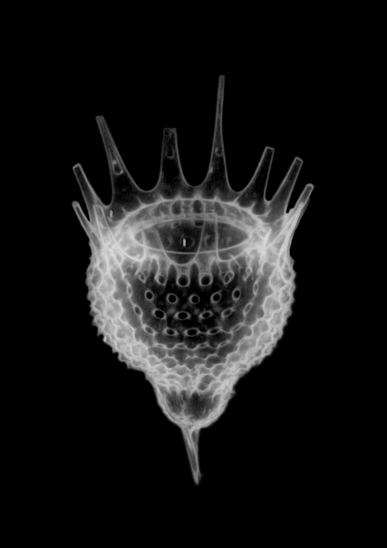 Radiolaria