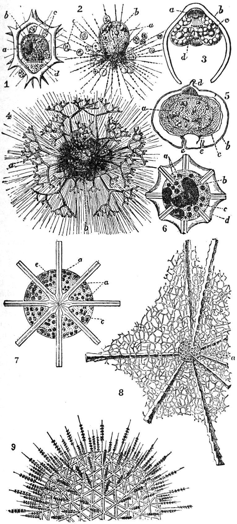 Radiolaria