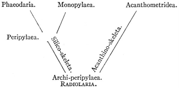 Radiolaria