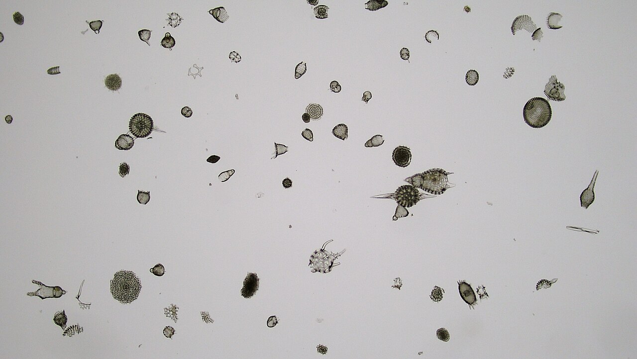 Radiolaria