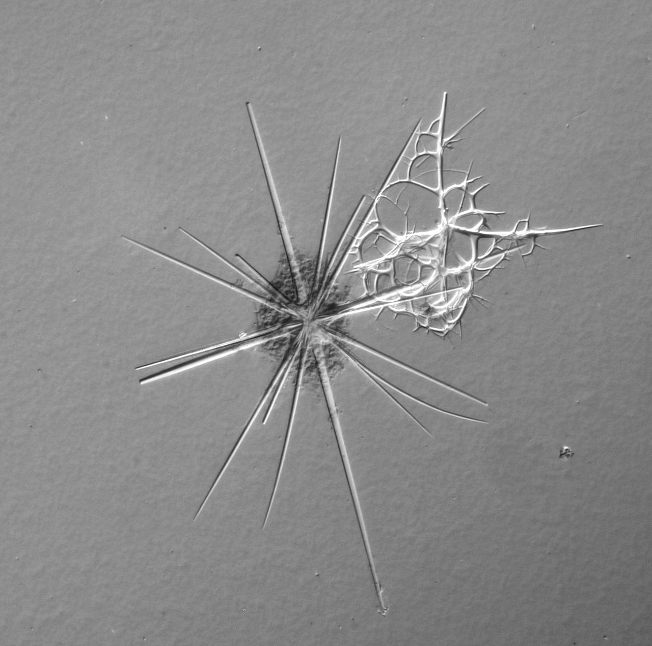 Radiolaria
