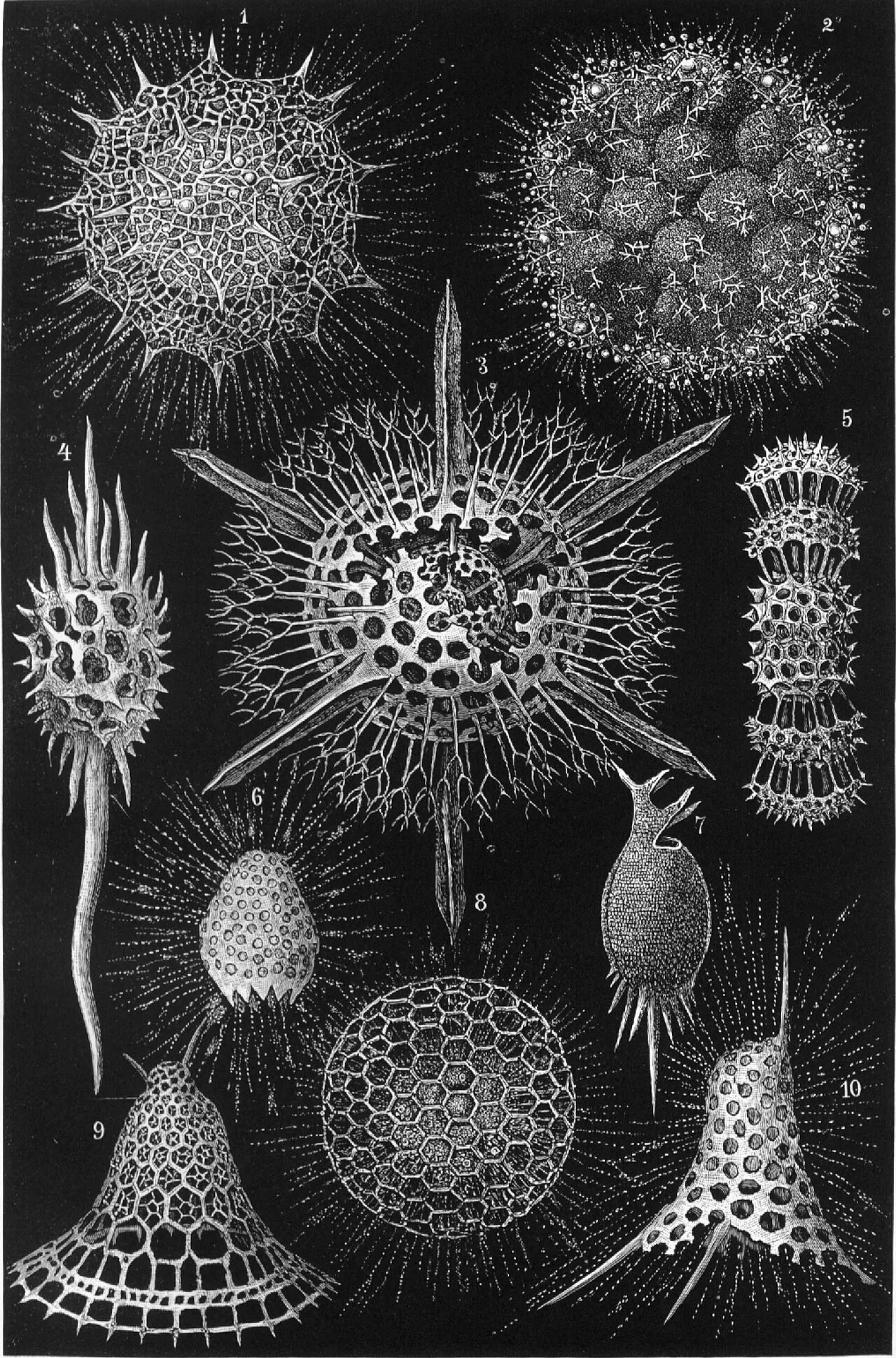 Radiolaria