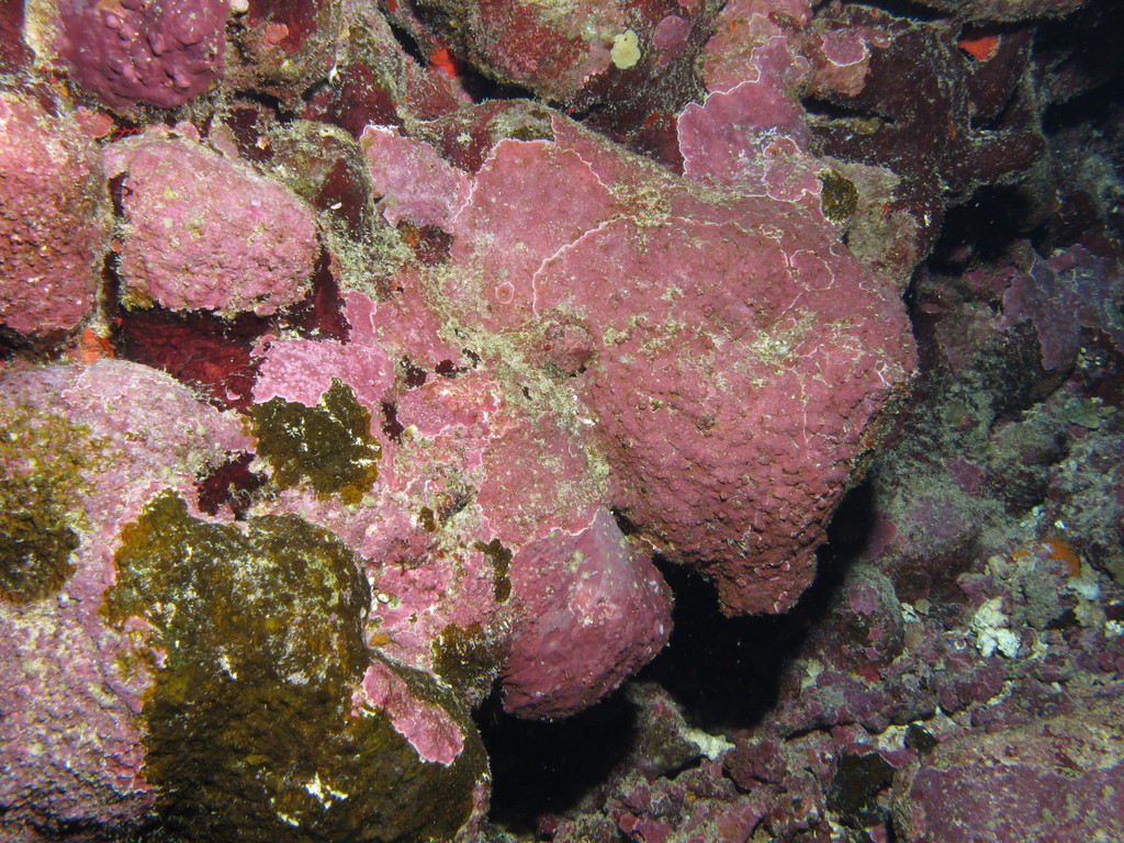 Red algae