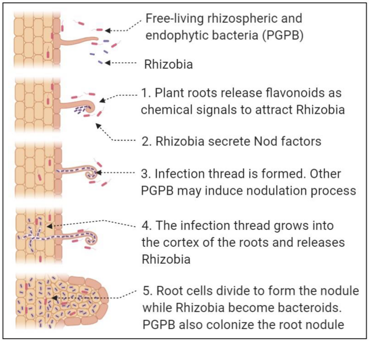 Rhizobia