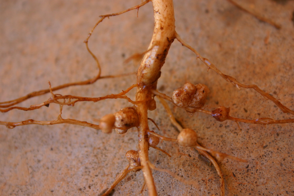 Rhizobia