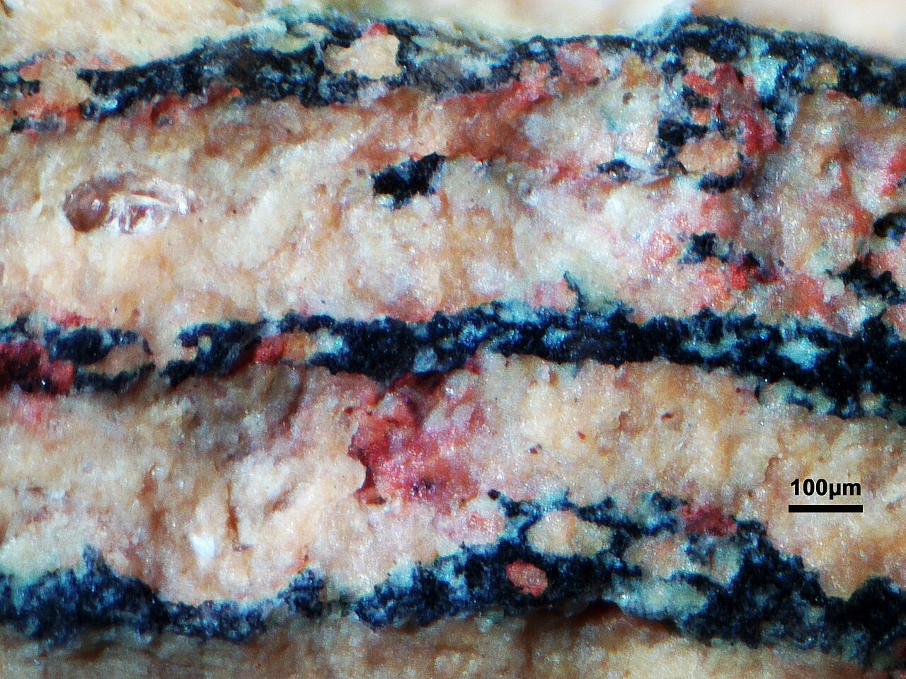 Stromatolite