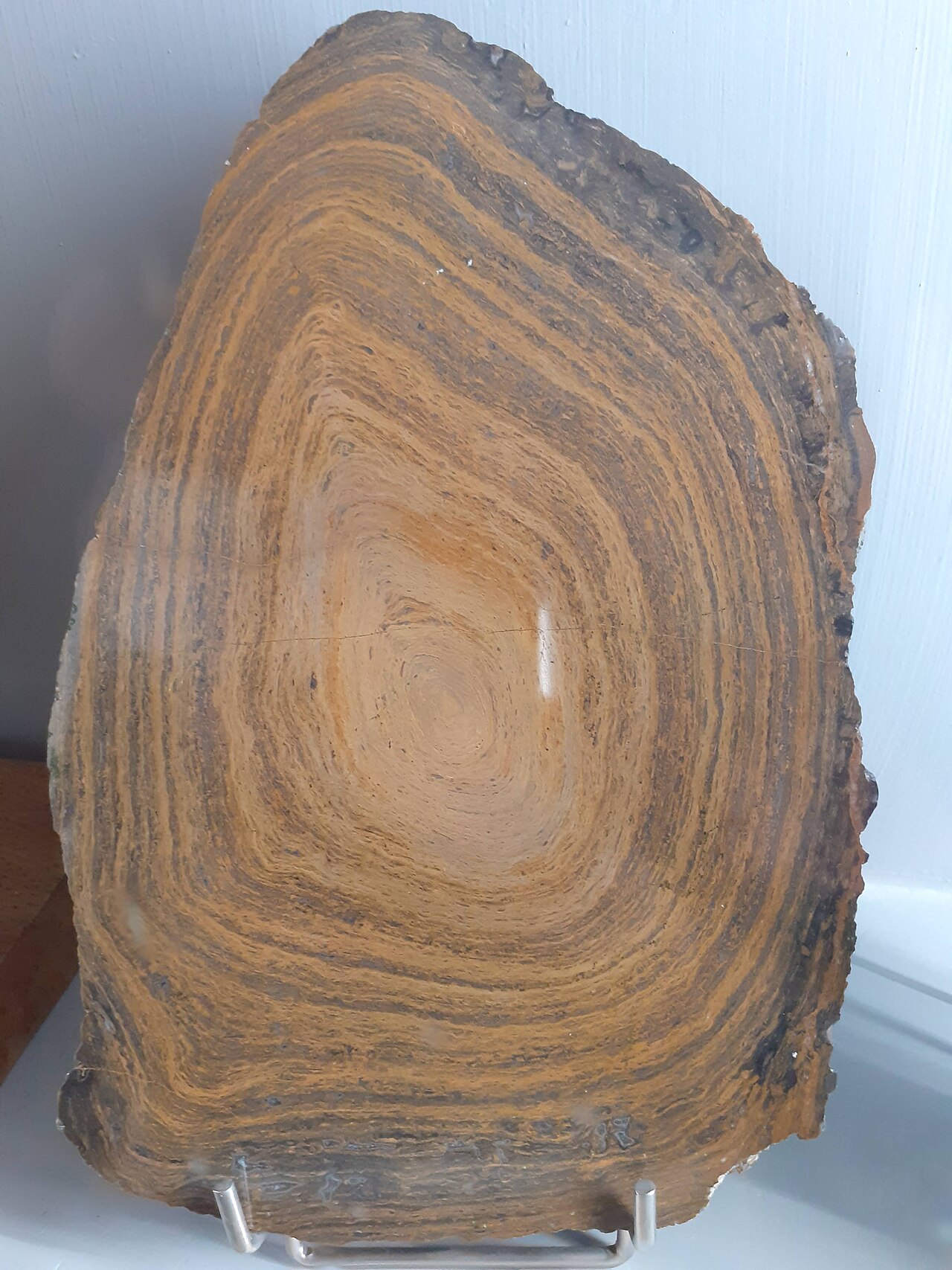 Stromatolite