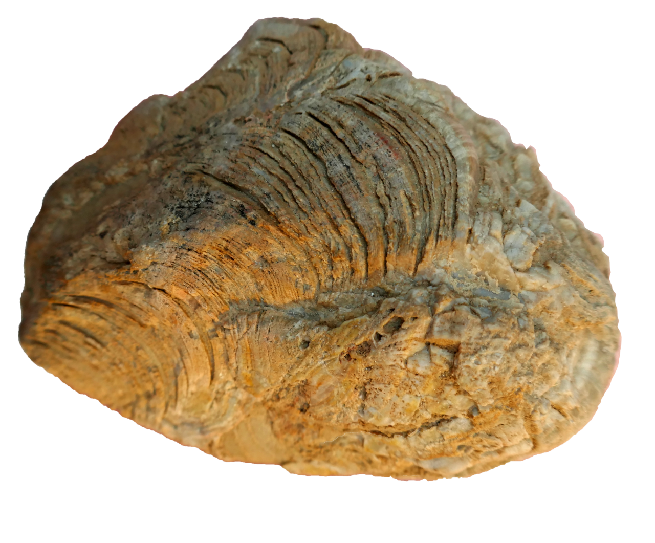 Stromatolite