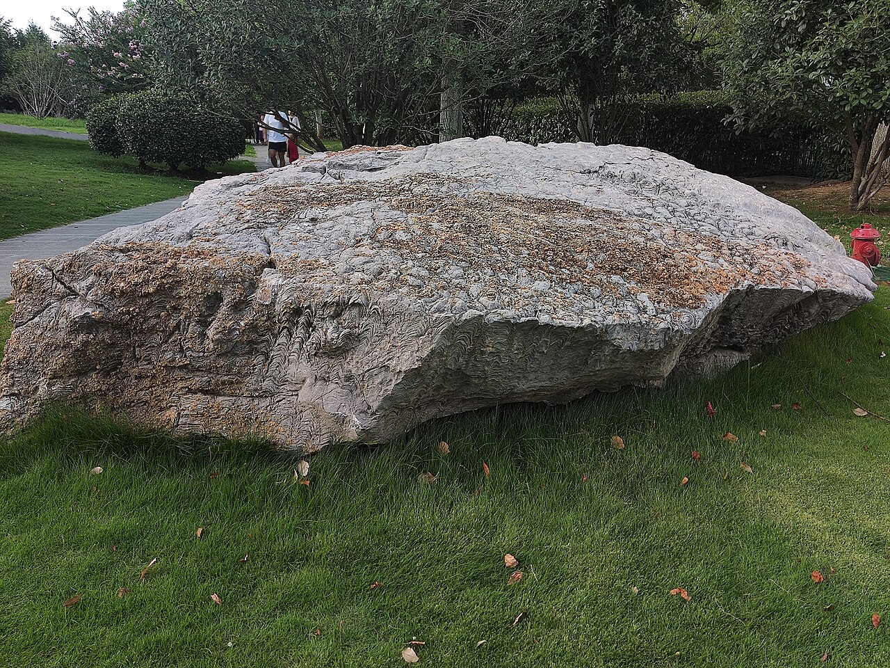 Stromatolite