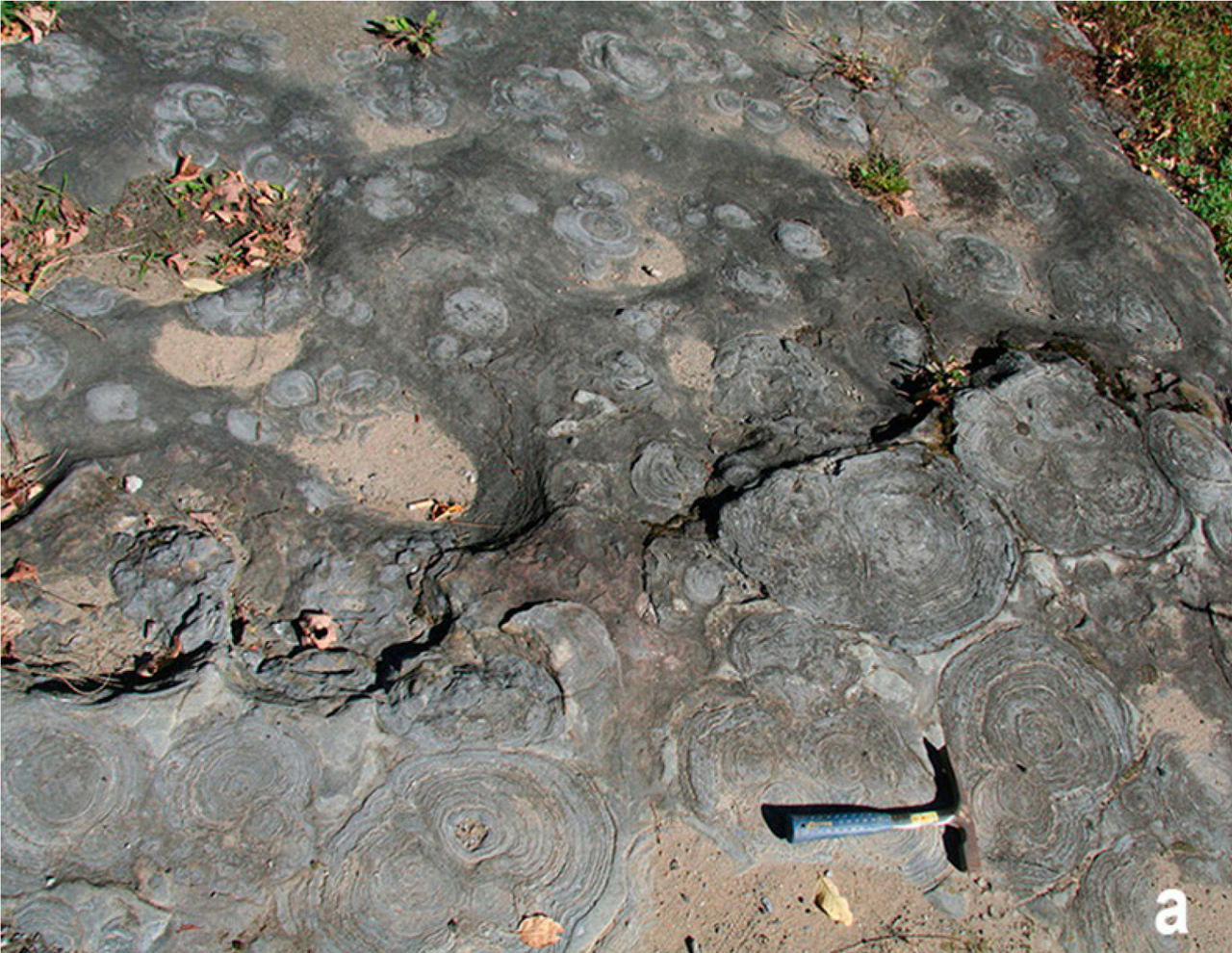 Stromatolite