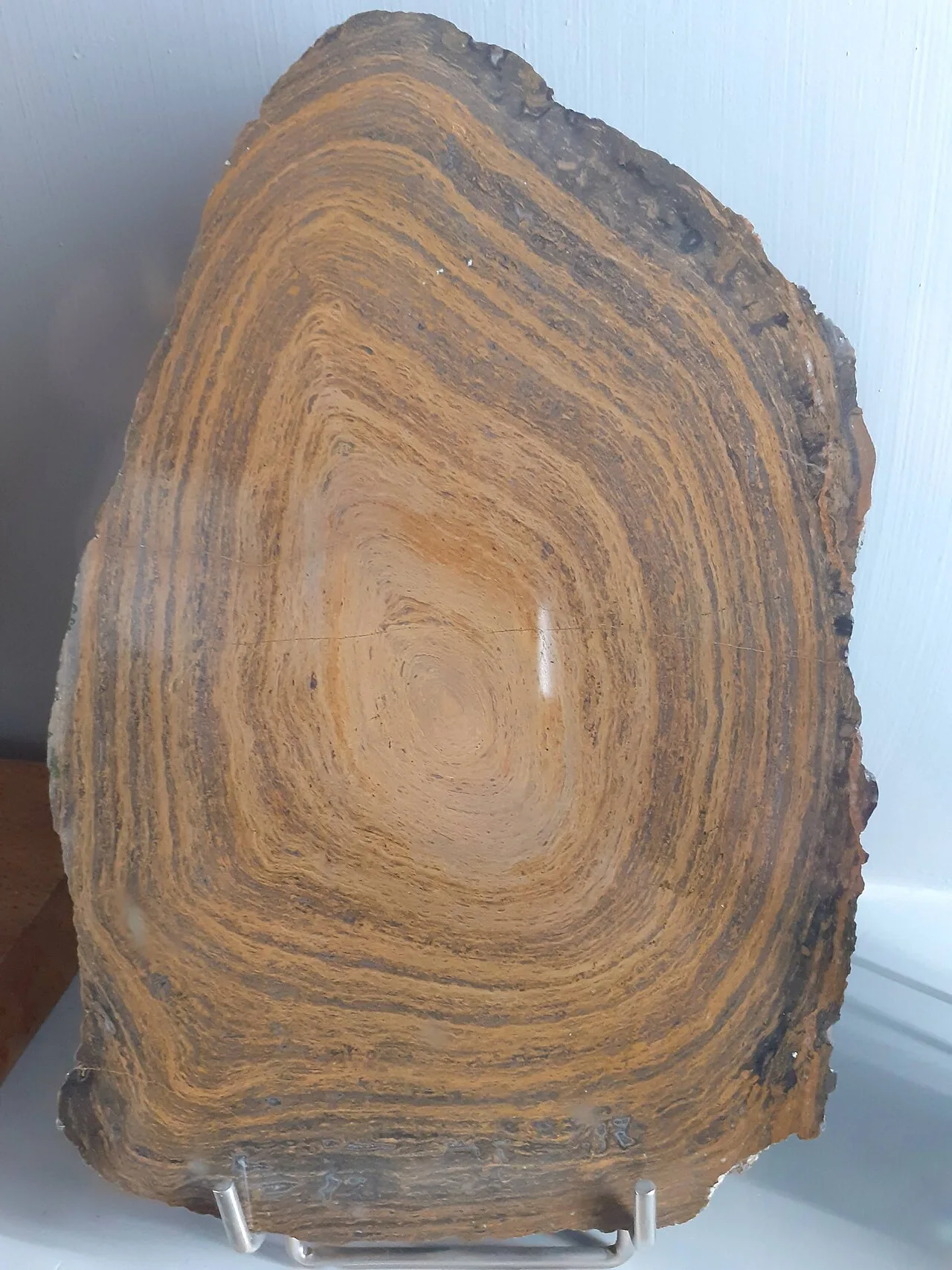 Stromatolite